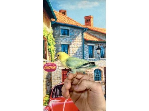 Cennet papağanı yavru (üst mutasyon)