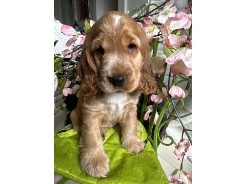 Minik eğitimli prenses köpeğimiz