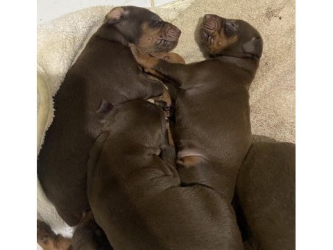 A kalite doberman yavruları