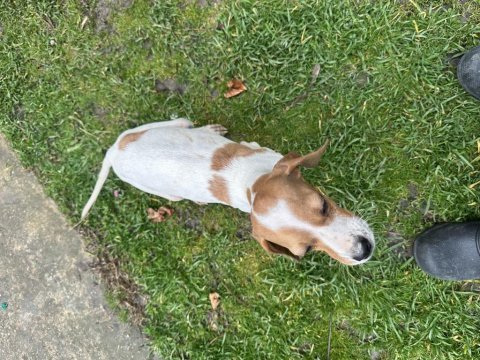 Pointer avcı köpeği saf kan uygun