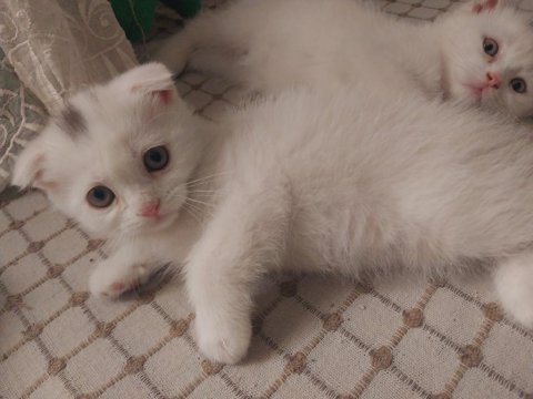 Scottish fold yavrular