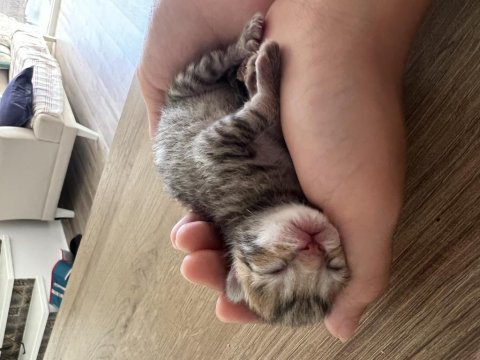 Ücretsiz melez bengal kedisi yavruları