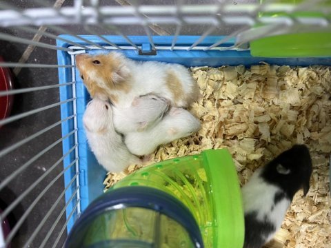 Bebek hamsterlar