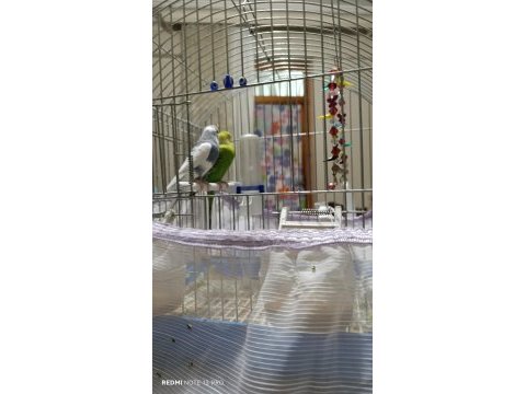 İkisi de erkek sağlıklı biri evcil muhabbet kuşu