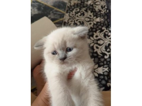 Scottish straight ve scottish fold yavrular