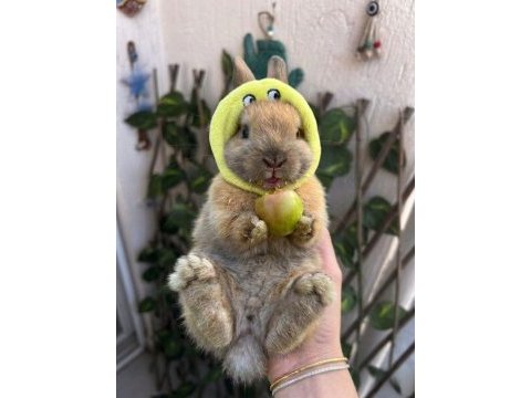 Cüce tavşanımız