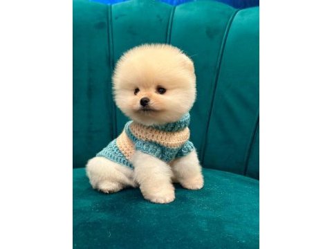 Sağlıklı pomeranian boo