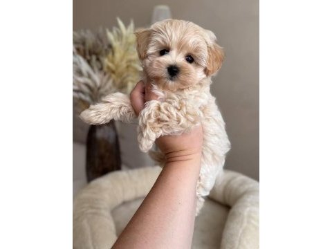 Maltipoo yavru köpekler