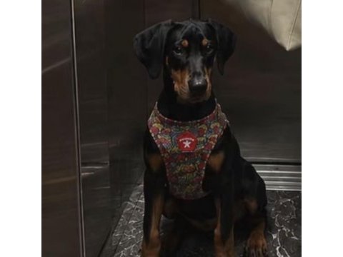 4 aylık yavru doberman aşıları tam kuyruk estetikli