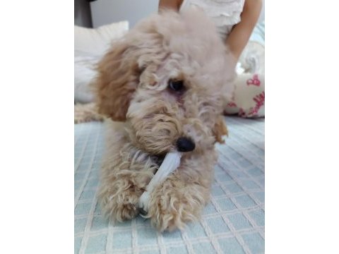 Poodle yuvam olmak istermisin