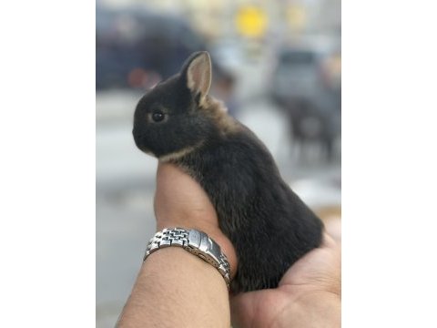 Cüce bebek tavşanlar
