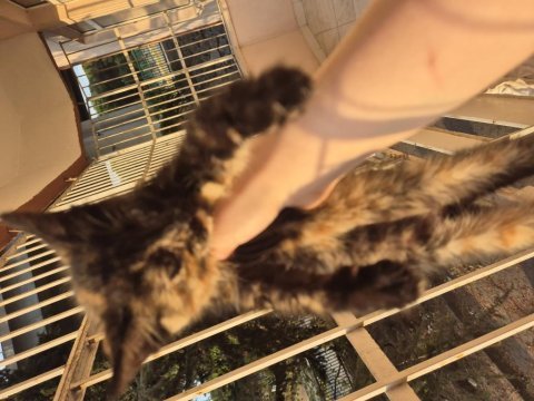 Annesiz yavru insanları çok seviyor