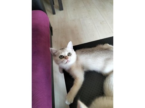 Safkan british shorthair mükemmel bir gen taşıyor