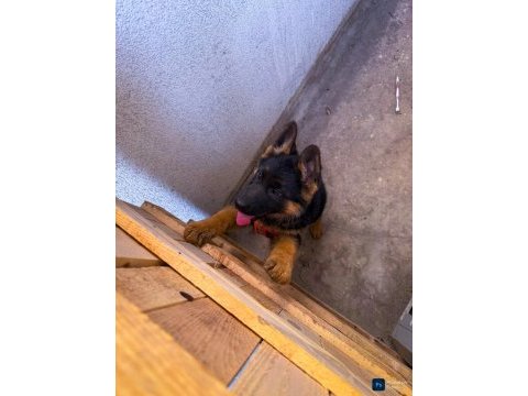 Safkan alman çoban köpeği