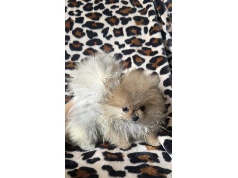 Dişi pomeranian yavrular