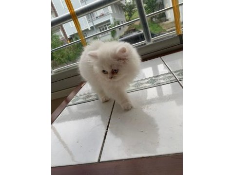 Kedi yavru british longhair dişi erkek