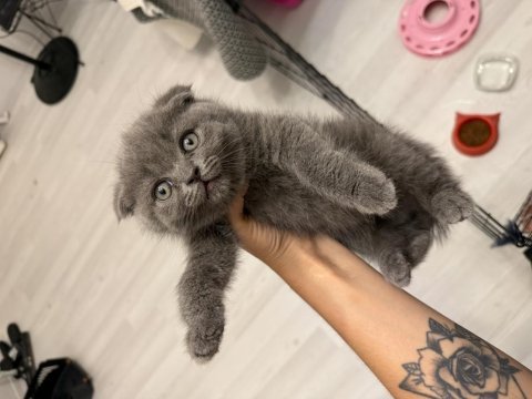 Kaliteli scottish fold yavrularım sahiplerini bekliyor