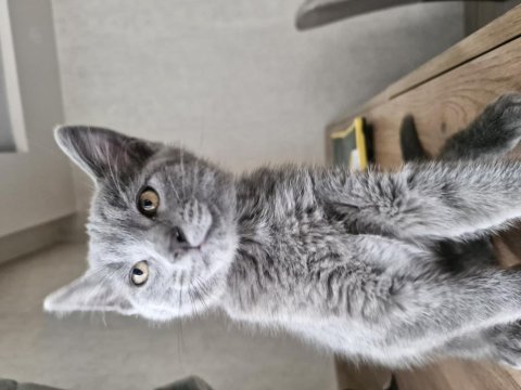 Kedimiz acil sahip aranıyor