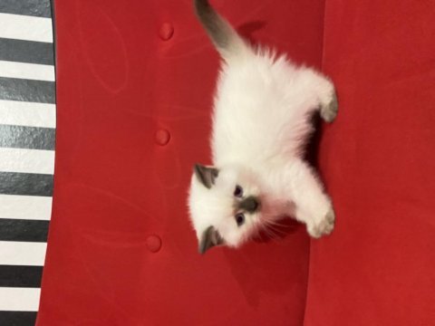 British shorthair özel bir yavru