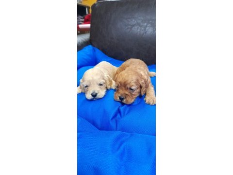 İnanılmaz güzellikte maltipoo yavrular