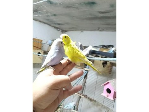 Konuşturmalık bebek muhabbet kuşlar