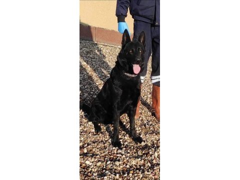 Yetişkin temel itaatli alman çoban köpekler