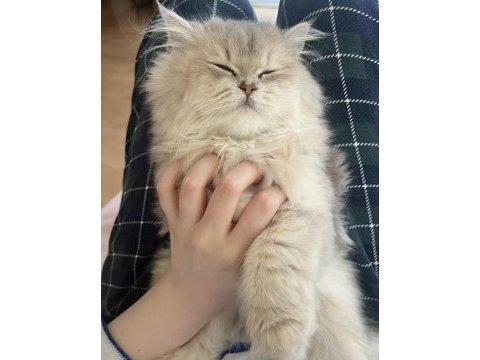 3.5 aylık british longhair erkek yavrum