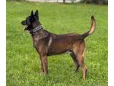 3-6 aylık erkek dişi belçika kurdu yavrular