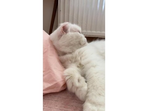 Sevimli uysal kedi
