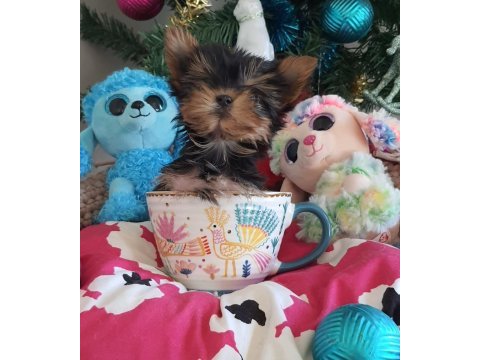 Teacup yorkshire yavrular