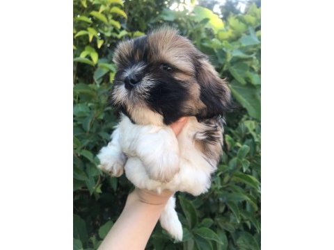 Shih tzu yavru