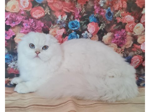 Scottish fold yavrular sahibinden