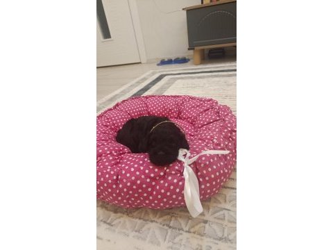 Bebek toy poodle 40 günlük