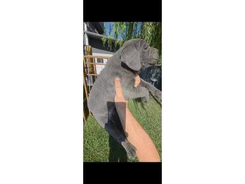 2 erkek cane corso siyah ve blue