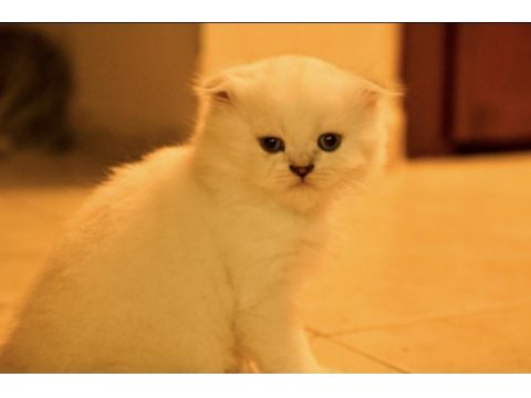 2 aylık scottish fold longhair blue point
