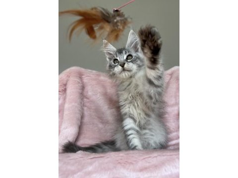 Maine coon erkek pet şecereli