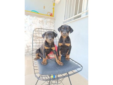 Doberman yavru köpeklerimiz