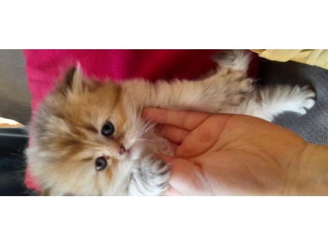 British longhair golden longhair dişi yavru