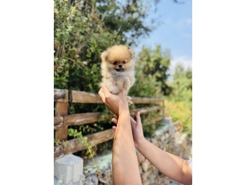 Irk ve sağlık garantili pomeranian bebekler