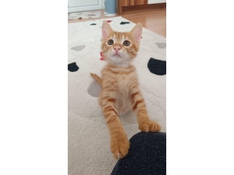Kedimize acil yuva arıyoruz
