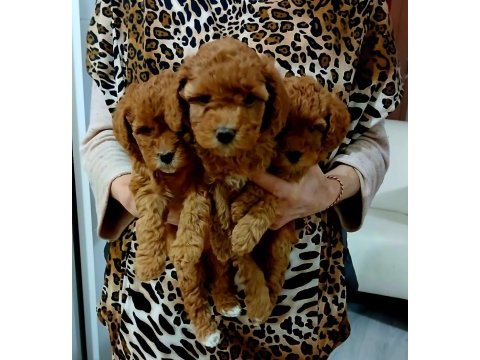 Kocaelide poodle dişi bebekler