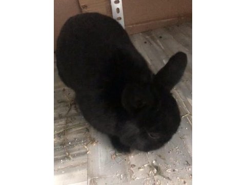 Yetişkin siyah erkek safkan sevimli hollanda cüce tavşan