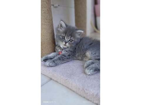Acil sahiplendirme 50 günlük british longhair