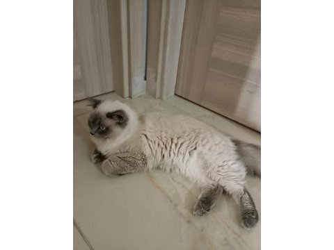 Yetişkin erkek british longhair