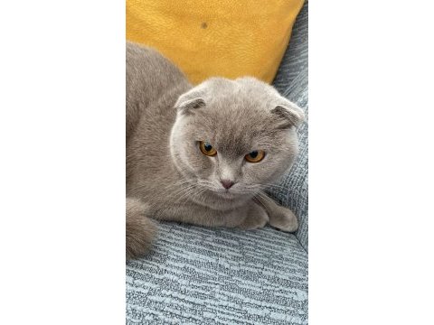 Scottish fold yavru