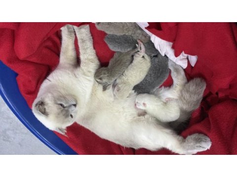 Irk garantili scottish fold ve british yavrularımız