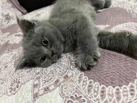 2 ay 10 günlük safkan british shorthair yavrular