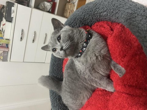 Sevecek iyi bakacak aile arıyoruz british shorthair