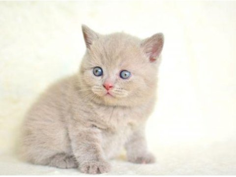 1 inci kalite lilac british shorthair