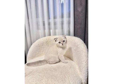 Scottish fold dişi blue point